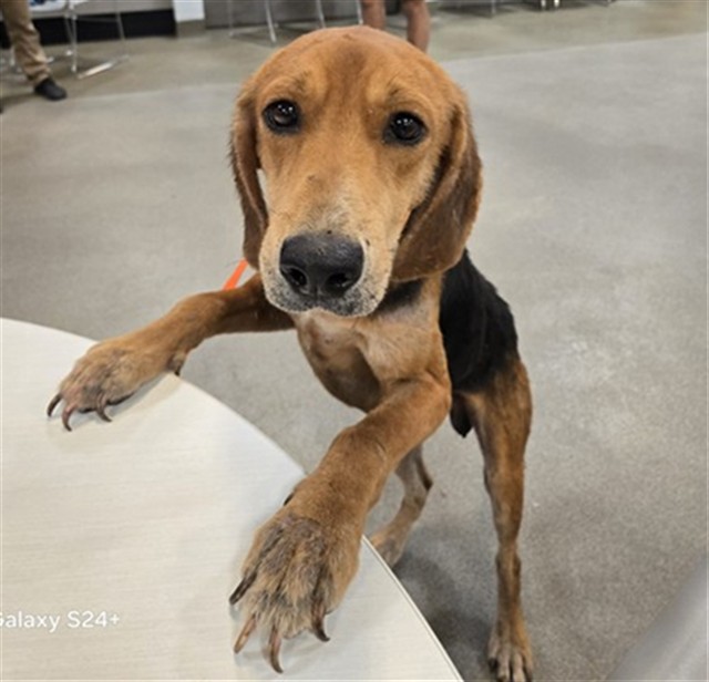Shelter Stray Male Dog last seen STATE ROAD 121 32040, 2020 Forest St, Jacksonville, FL 32204, USA