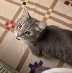 Reunited Male Cat last seen Southwood apmts, Palo Alto, CA 94306