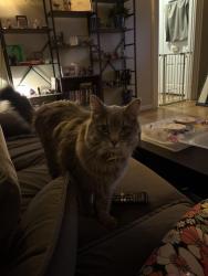 Reunited Male Cat last seen Chestnut st, Sinclair Park, Winona, MN 55987