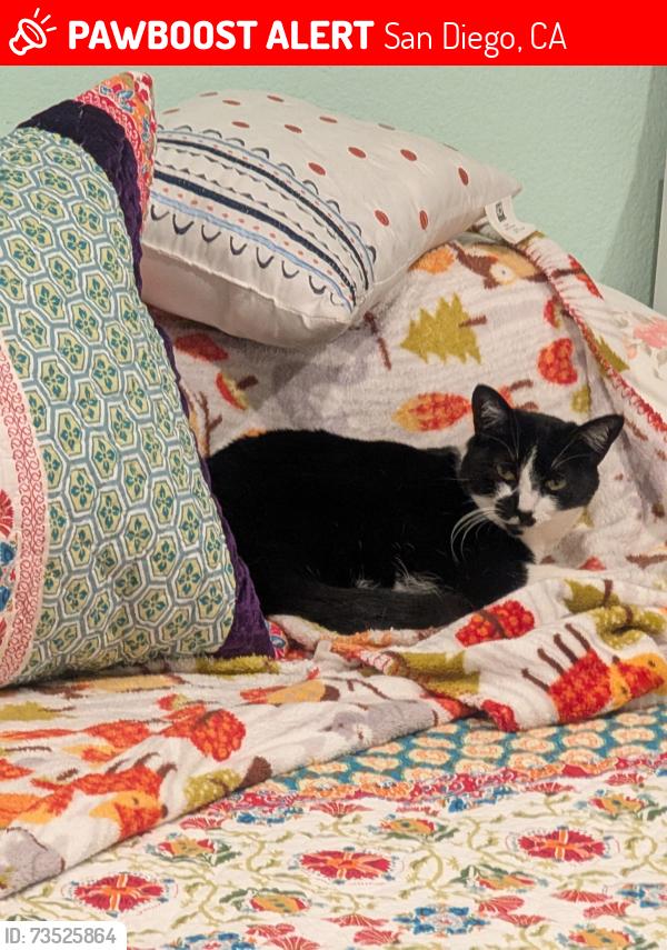 Lost Female Cat last seen Chelsea st and searidge dr, San Diego, CA 92037