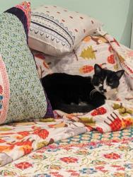 Lost Female Cat last seen Chelsea st and searidge dr, San Diego, CA 92037