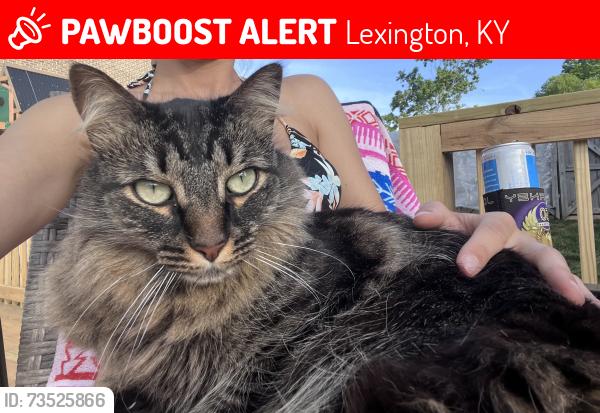 Lost Male Cat last seen Polo club blvd, Lexington, KY 40509