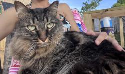 Lost Male Cat last seen Polo club blvd, Lexington, KY 40509