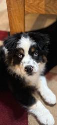 Reunited Male Dog last seen Near Bernalillo High School and Walgreens., Bernalillo, NM 87043