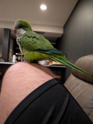 Found/Stray Unknown Bird last seen Lakes of the Meadow, Olympia Heights, FL 33185