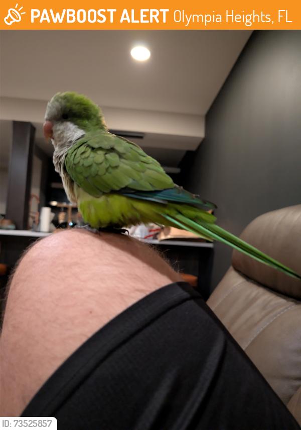 Found/Stray Unknown Bird last seen Lakes of the Meadow, Olympia Heights, FL 33185