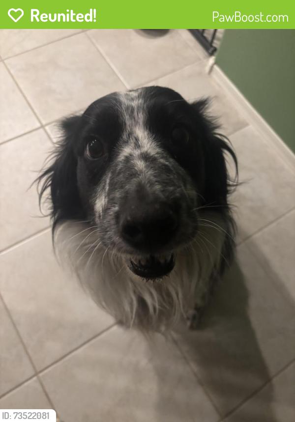 Reunited Male Dog last seen Ripple Rd, Buckeye, AZ 85236