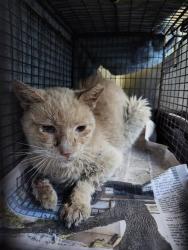 Shelter Stray Male Cat last seen Near BLOCK ROCKWOOD COURT, 4710 TX-151, San Antonio, TX 78227, USA