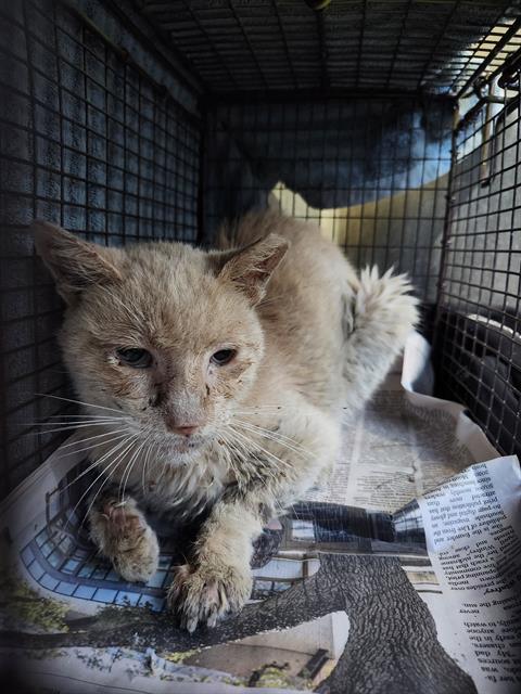 Shelter Stray Male Cat last seen Near BLOCK ROCKWOOD COURT, 4710 TX-151, San Antonio, TX 78227, USA