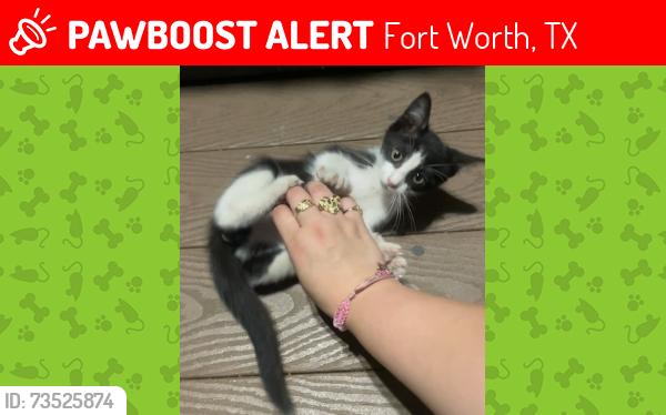 Lost Female Cat last seen Gordon Ave, Fort Worth, TX 76115