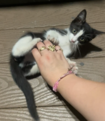 Lost Female Cat last seen Gordon Ave, Fort Worth, TX 76115