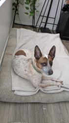 Reunited Male Dog last seen 67th and happy valley by the mcdonald’s, Phoenix, AZ 85083