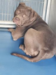 Shelter Stray Male Dog last seen Near BLK HILLYER WY, BAKERSFIELD CA, 201 S Mt Vernon Ave, Bakersfield, CA 93307, USA