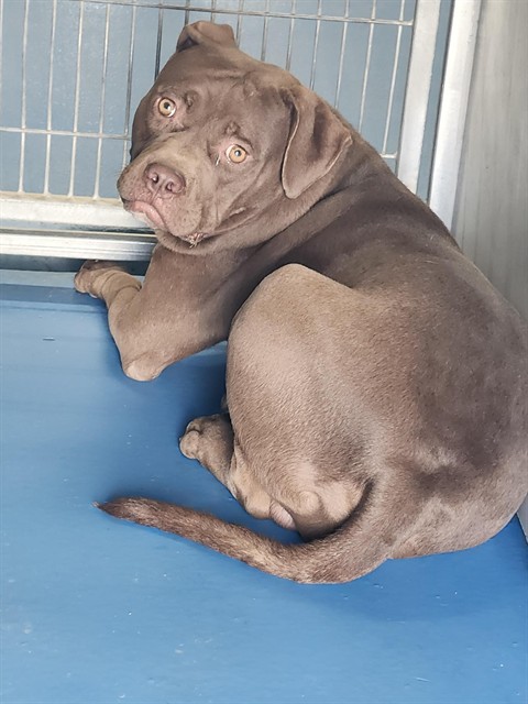 Shelter Stray Male Dog last seen Near BLK HILLYER WY, BAKERSFIELD CA, 201 S Mt Vernon Ave, Bakersfield, CA 93307, USA