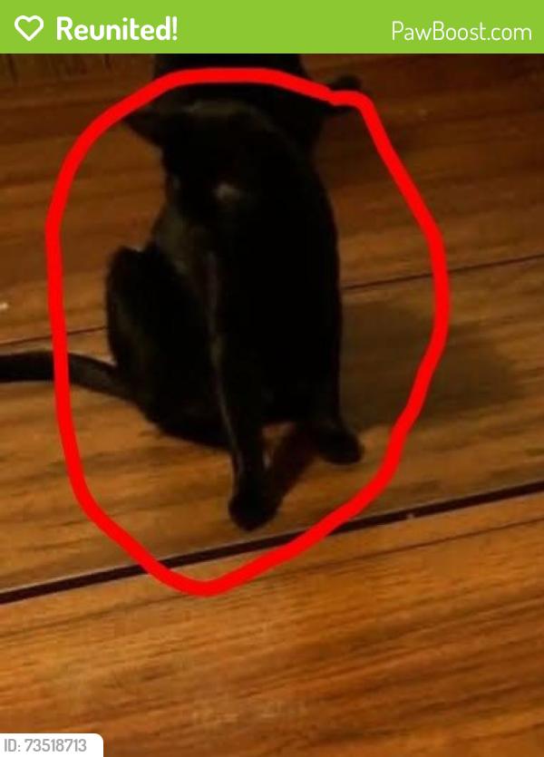 Reunited Male Cat last seen Nancy Drive Northwest, Shenandoah Avenue Northwest, Roanoke, VA 24017
