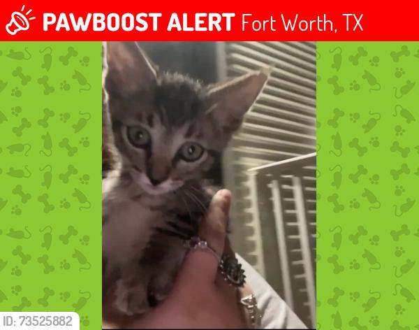 Lost Female Cat last seen Gordon Ave, Fort Worth, TX 76115