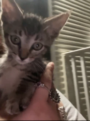 Lost Female Cat last seen Gordon Ave, Fort Worth, TX 76115