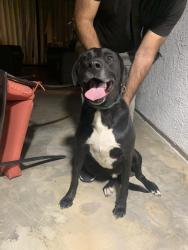 Found/Stray Male Dog last seen San Marino ln & Mateo, Hemet, CA 92544