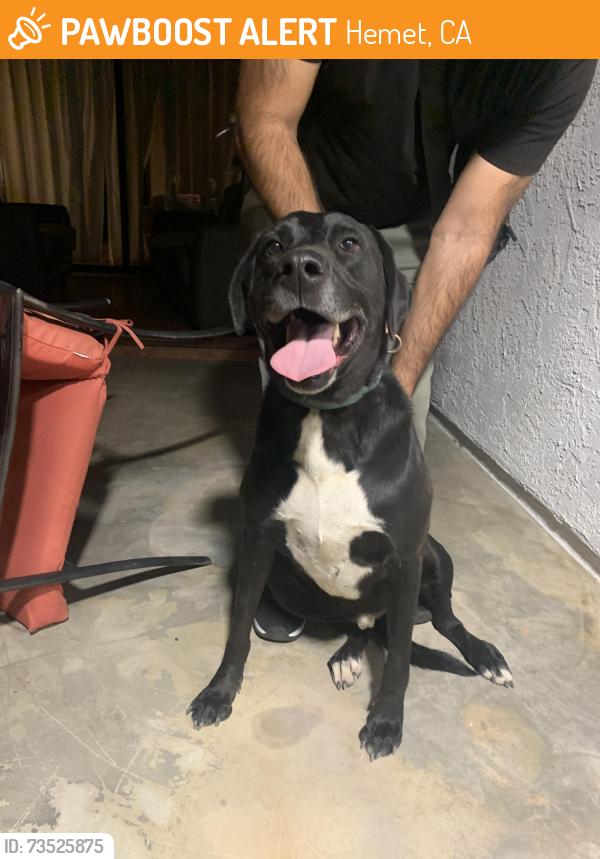 Found/Stray Male Dog last seen San Marino ln & Mateo, Hemet, CA 92544