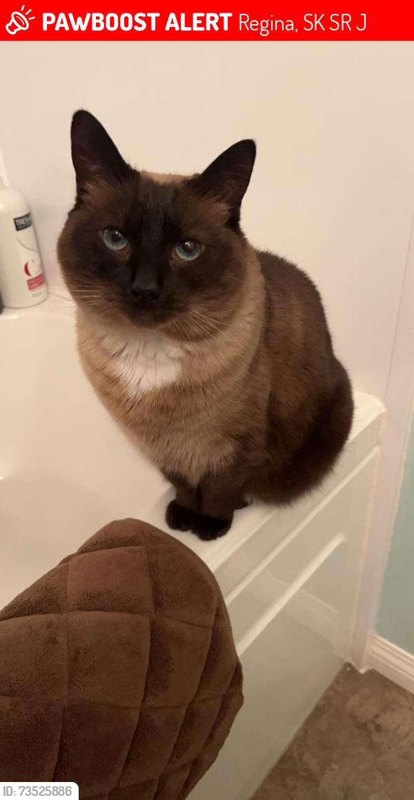 Lost Female Cat last seen Cooper Cres, Regina, SK S4R 4J4
