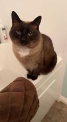 Lost Female Cat last seen Cooper Cres, Regina, SK S4R 4J4