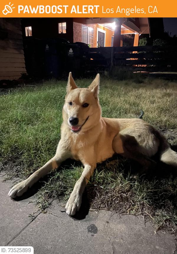 Found/Stray Unknown Dog last seen W 51St St & Budlong Ave, Los Angeles, CA 90037