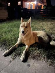 Found/Stray Unknown Dog last seen W 51St St & Budlong Ave, Los Angeles, CA 90037