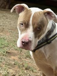 Reunited Male Dog last seen Oscar Rose Park in abilene, Abilene, TX 79605