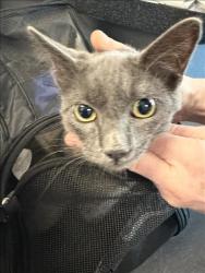 Shelter Stray Male Cat last seen , 11361 W Pico Blvd, Los Angeles, CA 90064, USA