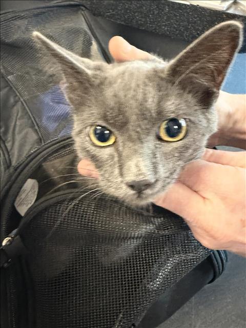 Shelter Stray Male Cat last seen , 11361 W Pico Blvd, Los Angeles, CA 90064, USA