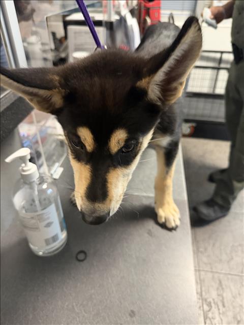 Shelter Stray Unknown Dog last seen , 11361 W Pico Blvd, Los Angeles, CA 90064, USA