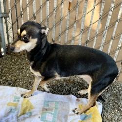 Shelter Stray Female Dog last seen , , CA, 1101 29th Ave, Oakland, CA 94601, USA