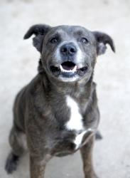 Shelter Stray Male Dog last seen Near Benbrook Blvd, West District, TX, 355 Hillshire Dr, Haslet, TX 76052, USA