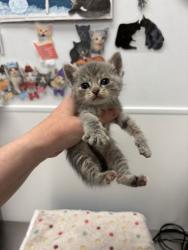 Shelter Stray Female Cat last seen Blue River Rd and Oldham Rd, KCMO, 64132, 64132, MO, 7077 Elmwood Ave, Kansas City, MO 64132, USA