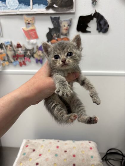 Shelter Stray Female Cat last seen Blue River Rd and Oldham Rd, KCMO, 64132, 64132, MO, 7077 Elmwood Ave, Kansas City, MO 64132, USA