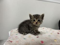 Shelter Stray Female Cat last seen Blue River Rd and Oldham Rd, KCMO, 64132, 64132, MO, 7077 Elmwood Ave, Kansas City, MO 64132, USA
