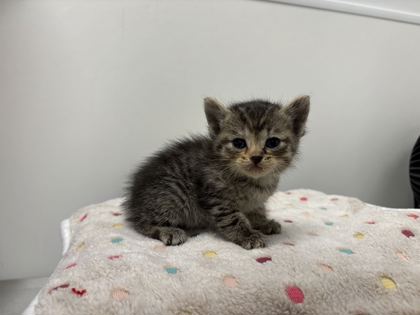 Shelter Stray Female Cat last seen Blue River Rd and Oldham Rd, KCMO, 64132, 64132, MO, 7077 Elmwood Ave, Kansas City, MO 64132, USA