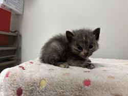 Shelter Stray Female Cat last seen Blue River Rd and Oldham Rd, KCMO, 64132, 64132, MO, 7077 Elmwood Ave, Kansas City, MO 64132, USA