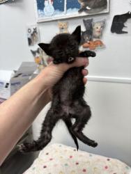 Shelter Stray Male Cat last seen Blue River Rd and Oldham Rd, KCMO, 64132, 64132, MO, 7077 Elmwood Ave, Kansas City, MO 64132, USA