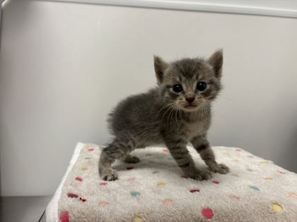 Shelter Stray Male Cat last seen Blue River Rd and Oldham Rd, KCMO, 64132, 64132, MO, 7077 Elmwood Ave, Kansas City, MO 64132, USA