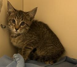 Shelter Stray Male Cat last seen Near Sandy Lake Dr Lithonia, GA 30038, 30038, GA, 3280 Chamblee Dunwoody Rd, Chamblee, GA 30341, USA