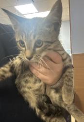 Shelter Stray Male Cat last seen Near Sandy Lake Dr Lithonia, GA 30038, 30038, GA, 3280 Chamblee Dunwoody Rd, Chamblee, GA 30341, USA