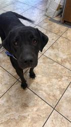 Shelter Stray Female Dog last seen Near Block CR 282, Williamson County, TX, 1855 SE Inner Loop, Georgetown, TX 78626, USA