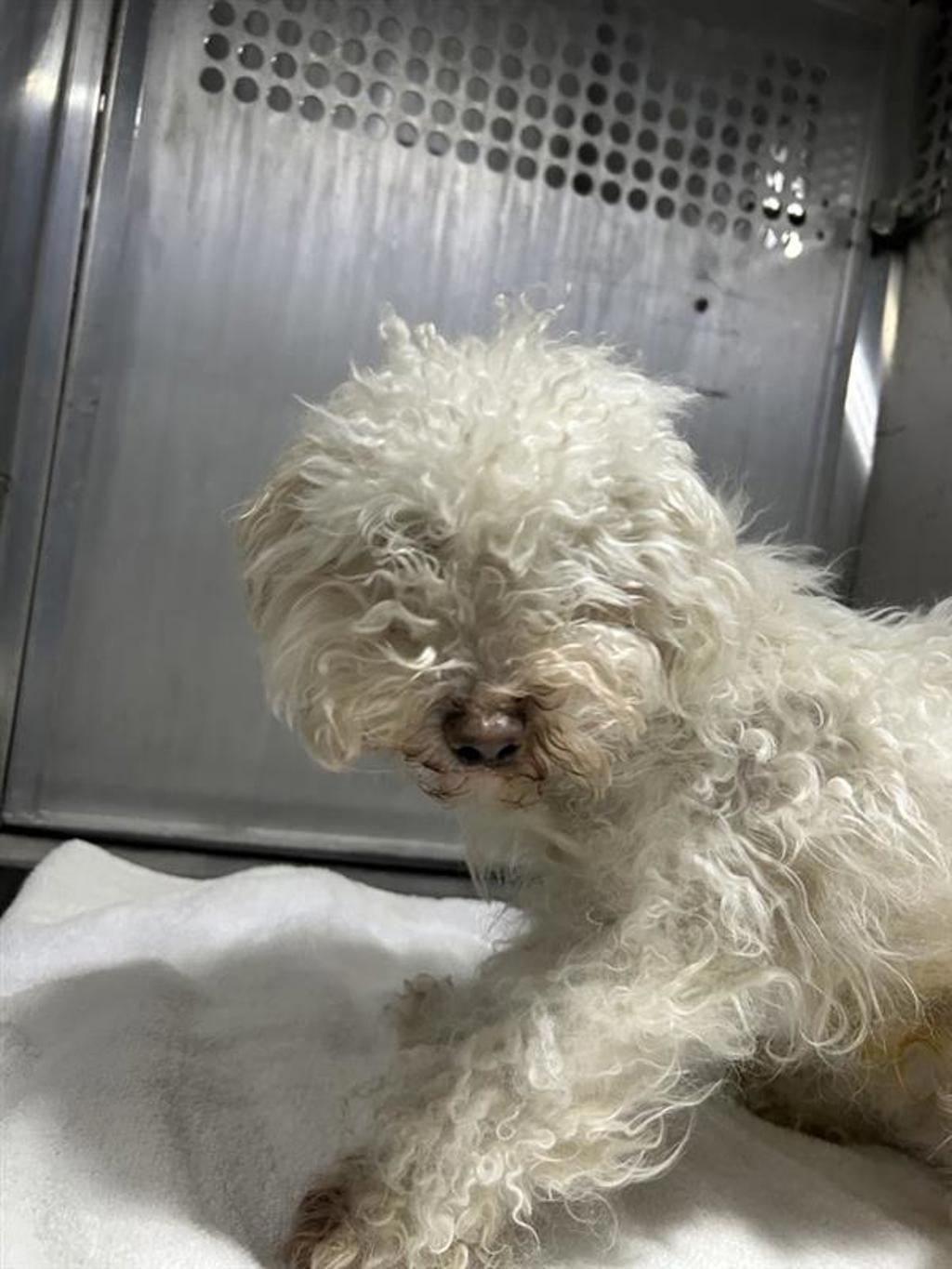 Shelter Stray Male Dog last seen Near Faro Drive, AUSTIN, TX, 78741, 7201 Levander Loop bldg a, Austin, TX 78702, USA