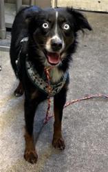 Shelter Stray Female Dog last seen FIDDLER COVE WAY & EMERY COVE WAY, 2127 Front St, Sacramento, CA 95818, USA