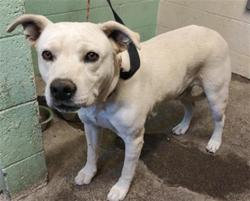 Shelter Stray Male Dog last seen FRUITRIDGE RD & 24TH ST, 2127 Front St, Sacramento, CA 95818, USA