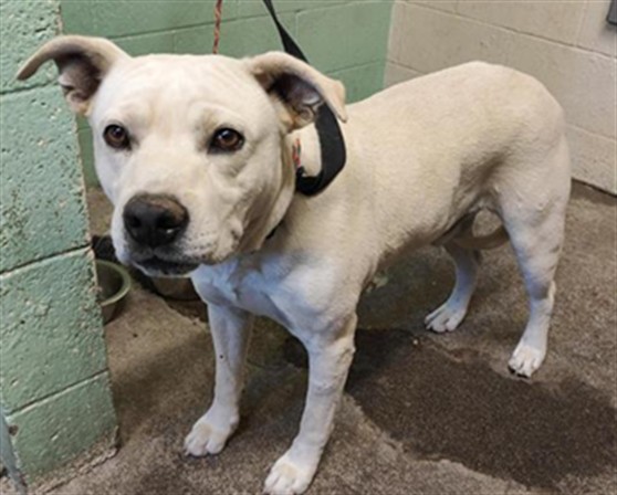Shelter Stray Male Dog last seen FRUITRIDGE RD & 24TH ST, 2127 Front St, Sacramento, CA 95818, USA