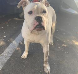 Shelter Stray Female Dog last seen SEAVEY CIR & MARK HOPKINS CT, 2127 Front St, Sacramento, CA 95818, USA