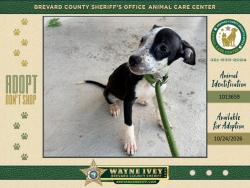 Shelter Stray Female Dog last seen FL, 5100 W Eau Gallie Blvd, Melbourne, FL 32934, USA