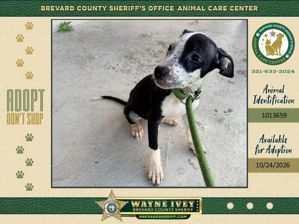 Shelter Stray Female Dog last seen FL, 5100 W Eau Gallie Blvd, Melbourne, FL 32934, USA